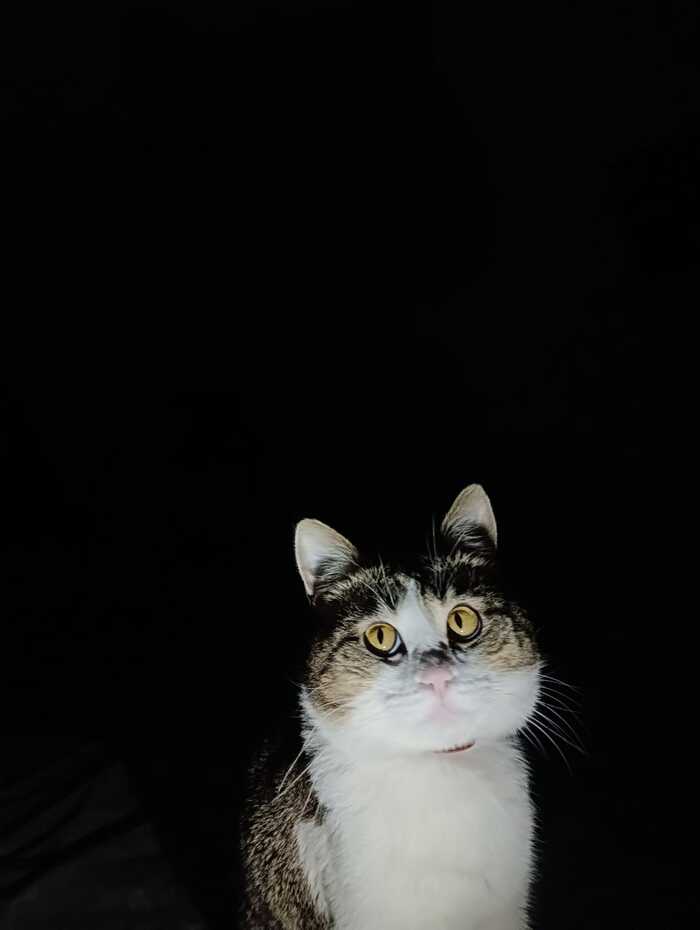 ������ �������� ����