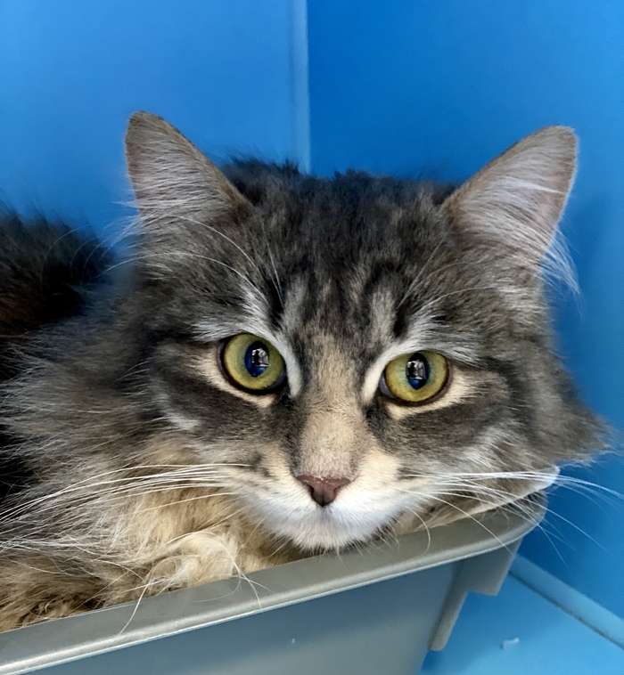 Ласка…Была брошена хозяевами в Аэропорту Шереметьево из за невозможности оплатить перевозку животного… Помощь животным, В добрые руки, Без рейтинга, Москва, Кот, Московская область, Бездомные животные, Друзья, Домашние животные, Видео, Вертикальное видео, Длиннопост