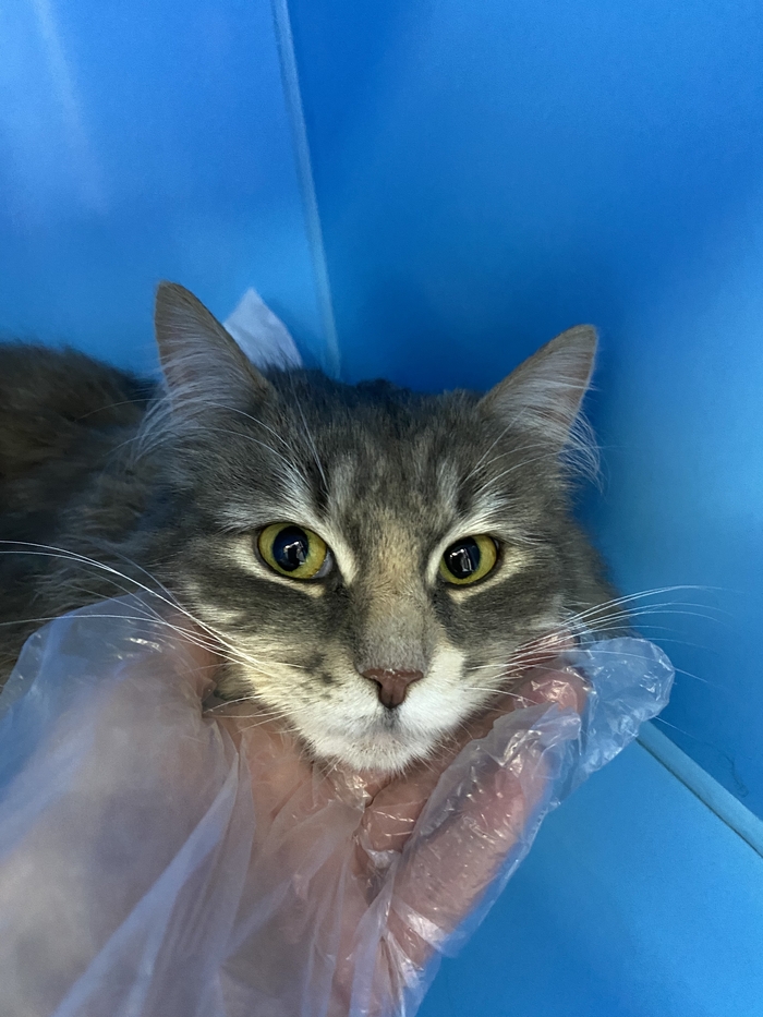 Ласка…Была брошена хозяевами в Аэропорту Шереметьево из за невозможности оплатить перевозку животного… Помощь животным, В добрые руки, Без рейтинга, Москва, Кот, Московская область, Бездомные животные, Друзья, Домашние животные, Видео, Вертикальное видео, Длиннопост