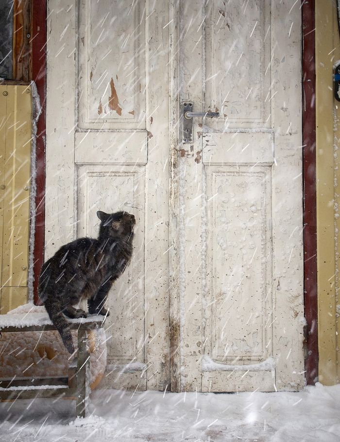 Кто опять захлопнул дверь?!!!!