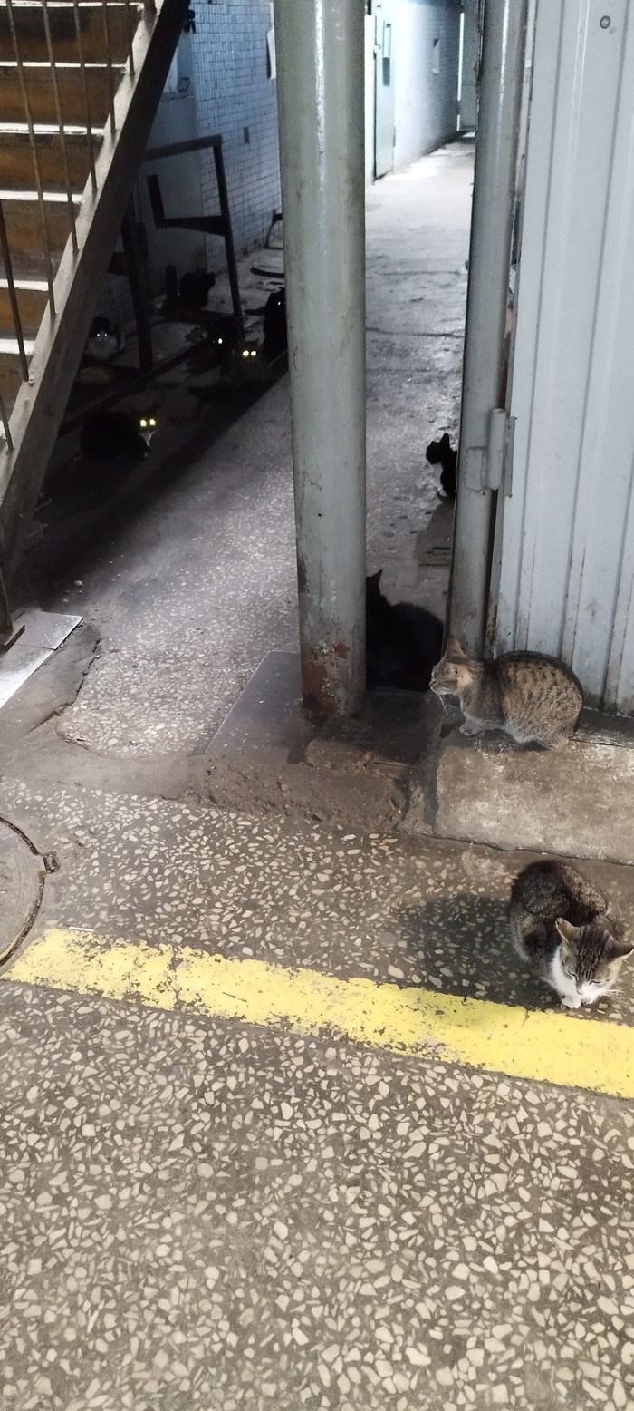 ��������� ����