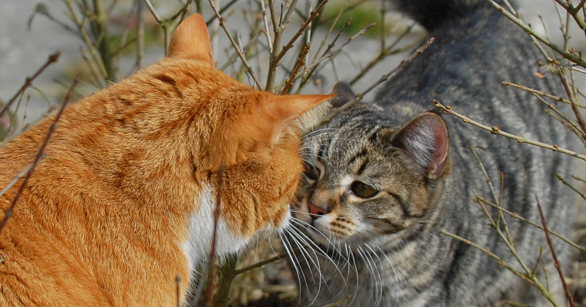 Кошки дерутся между собой. Рыжий и серый кот. Рыжий дворовый кот. Рыжий кот дерется. Серо рыжая кошка.