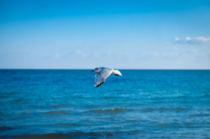 Крым. Море.Чайка