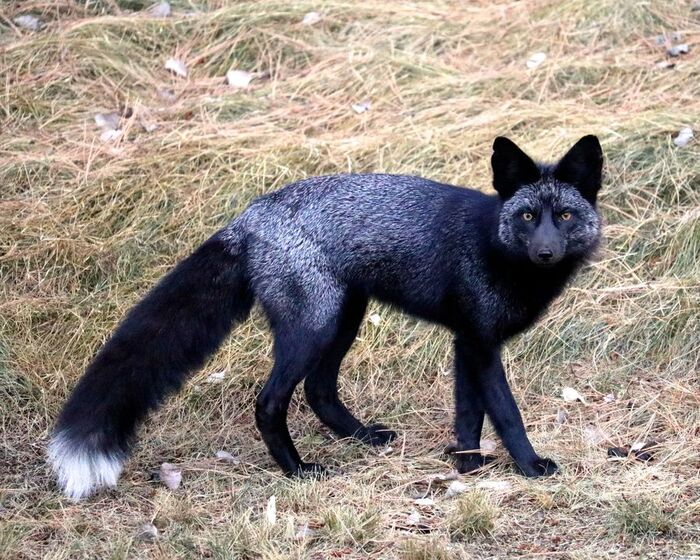 С ним шутки плохи...