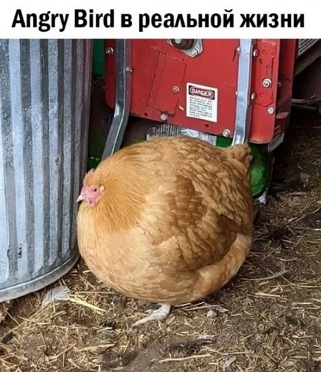 ������ ��� ������� ������