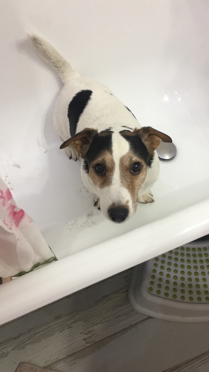 Ответ на пост «Таблетки для кошки»