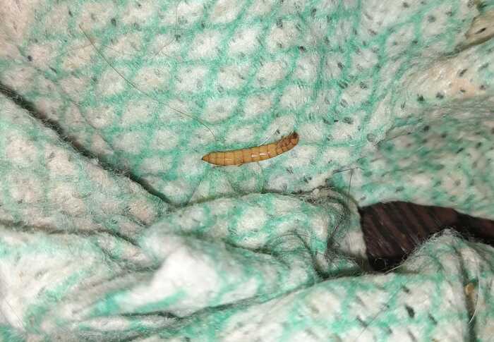 Подскажите что за зверь