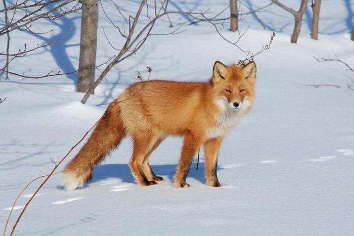 Рыжая попрошайка (Сахалин)