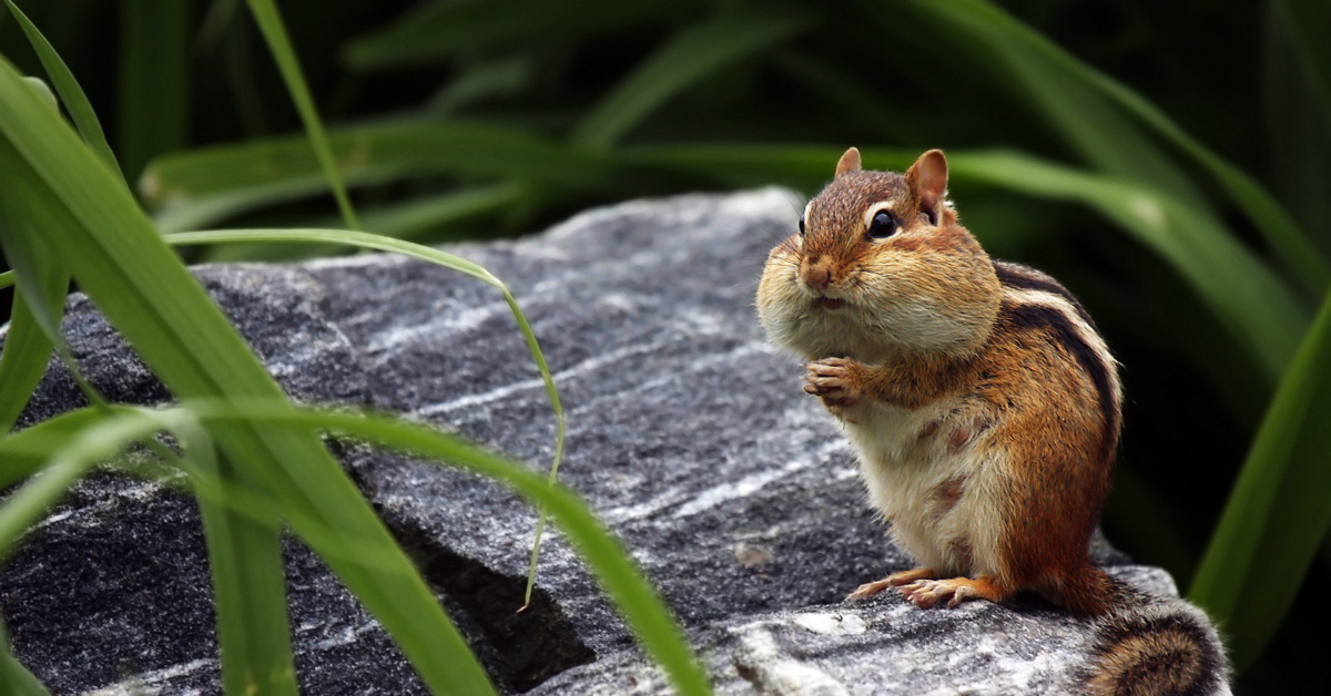 Chipmunk Twitch