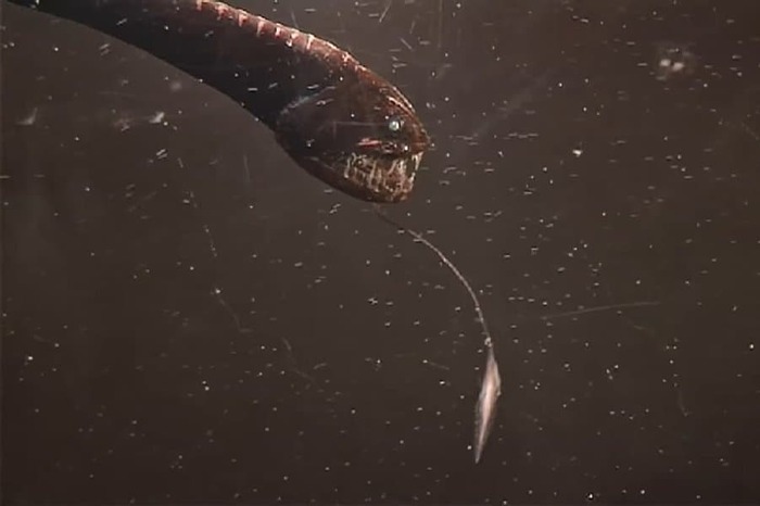 Глубоководная рыба-дракон