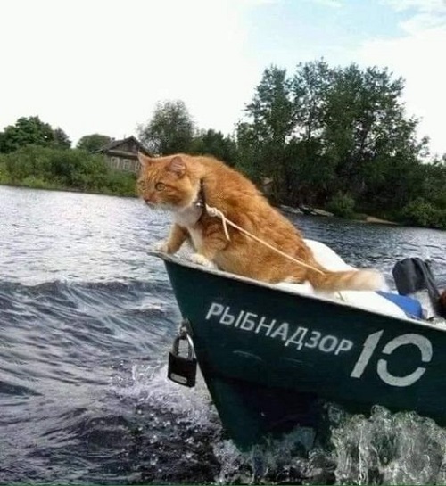 Где тут рыба?