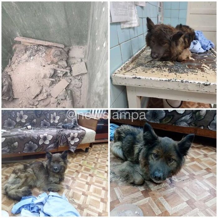 Коммунальщики из Верхотурья спасли выброшенную в мусорный бак собаку. Полиция проводит проверку