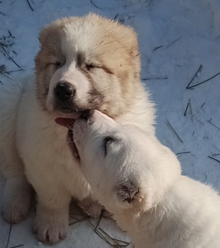 ��������