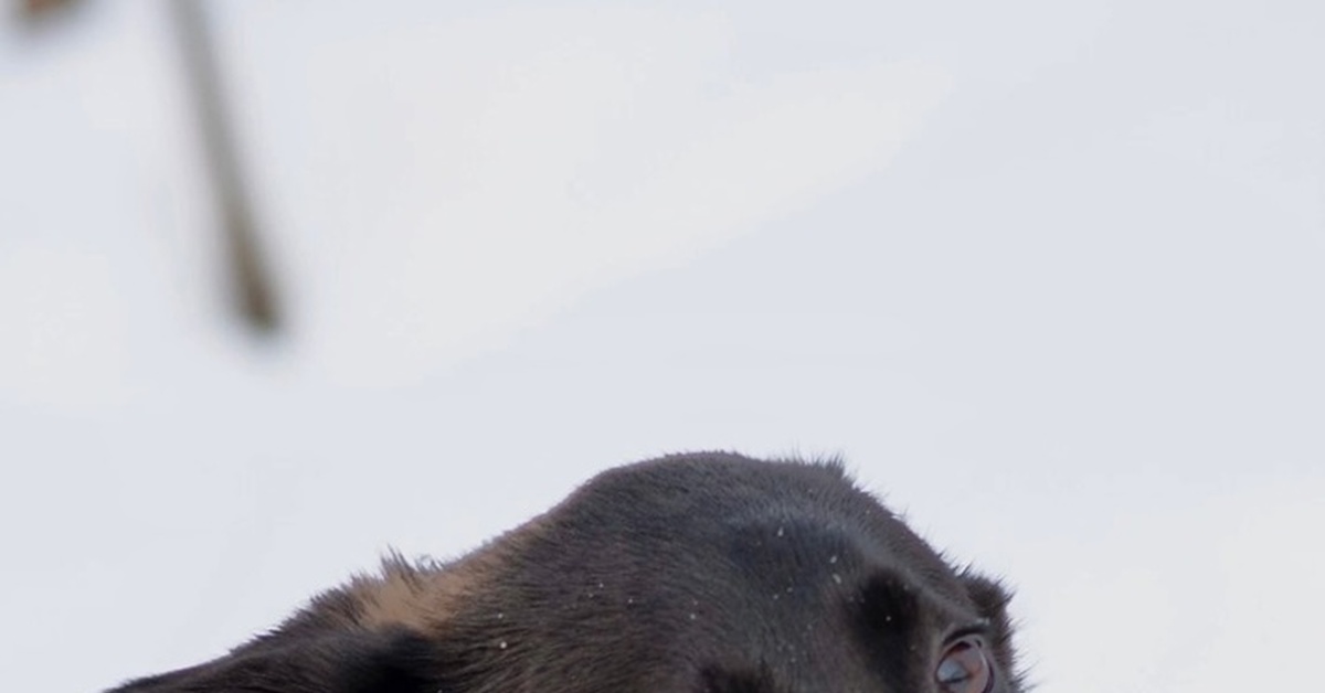 ДАФИ - глазки-бусинки! | Пикабу