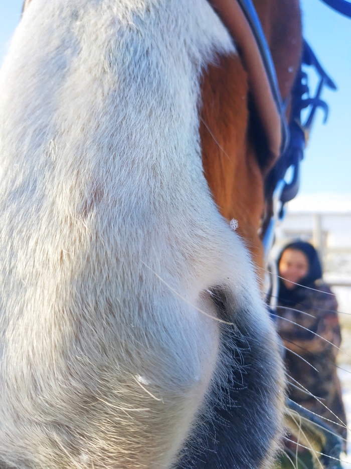 Снежинка на коне Снежинка, Лошади, Милота, Фотография, Зима