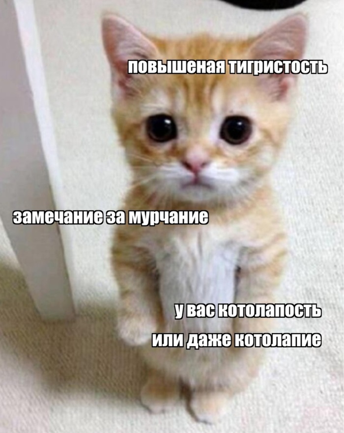 Жизнь котика