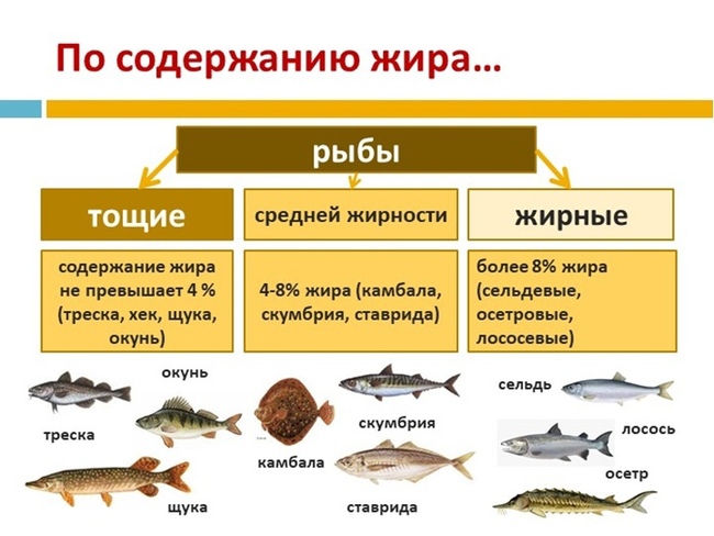 Значение рыбы в питании