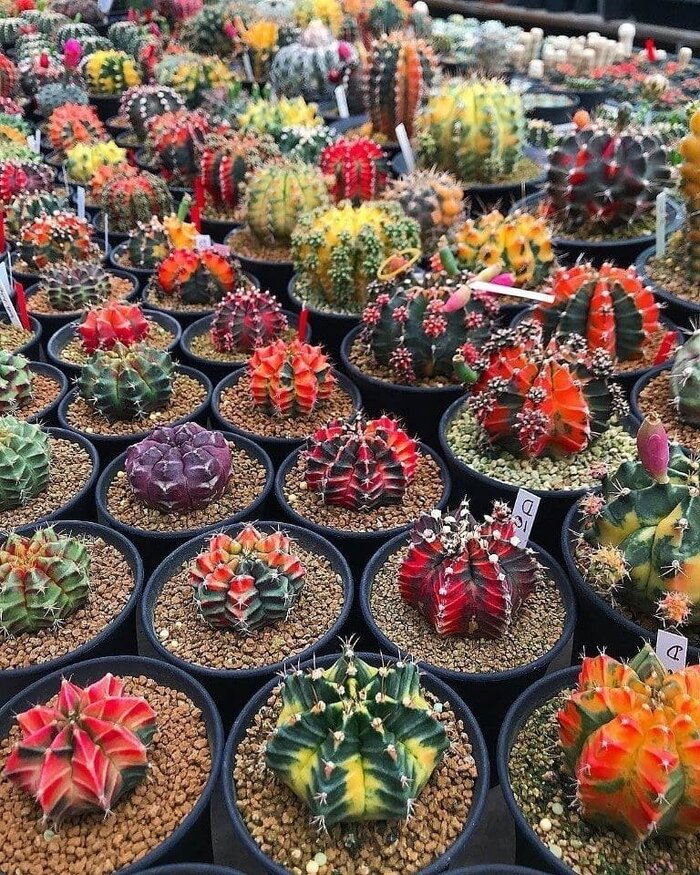 Гимнокалициум Михановича / Gymnocalycium mihanovichii | Пикабу