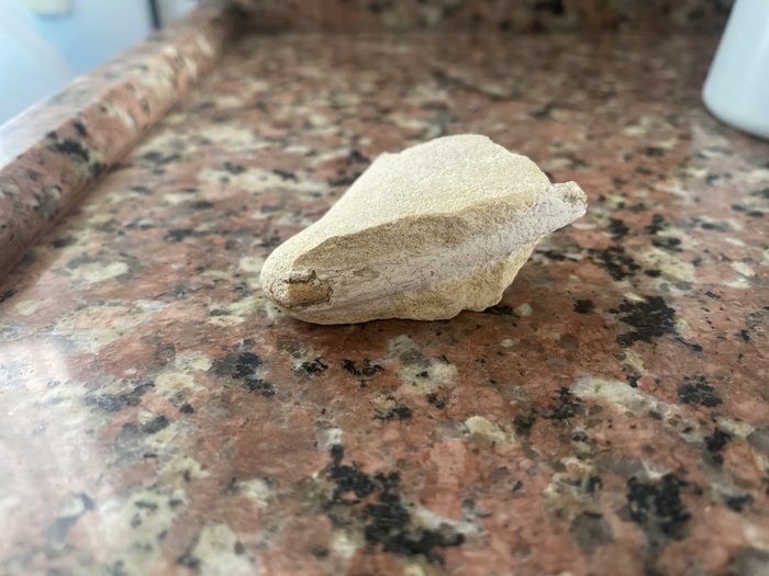 Помогите, пожалуйста, опознать окаменелость. Черноморское побережье