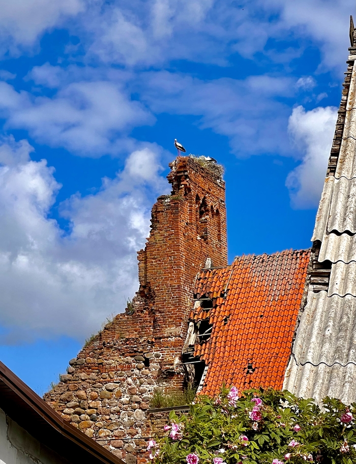 Аист в глубинке Калининградской области | Пикабу