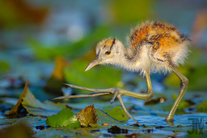 Птенцы африканской яканы Якана, Птицы, Птенец, Дикие животные, Дикая природа, Река, Южная Африка, Фотография, Длиннопост