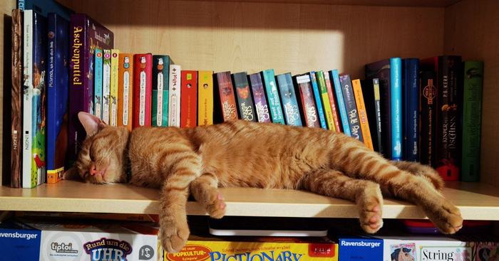 Котик спящий. 1шт