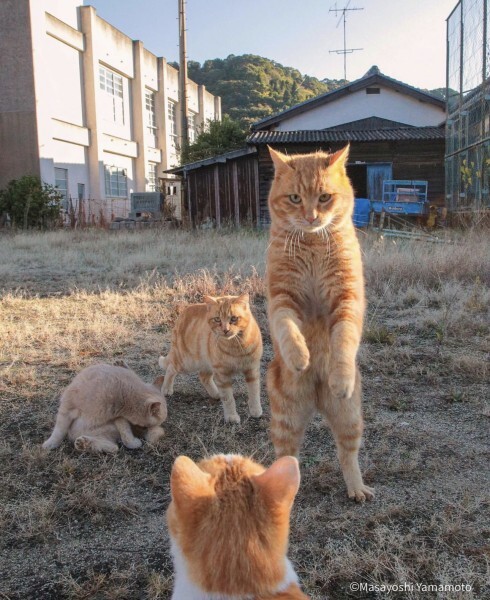 Честное кумите