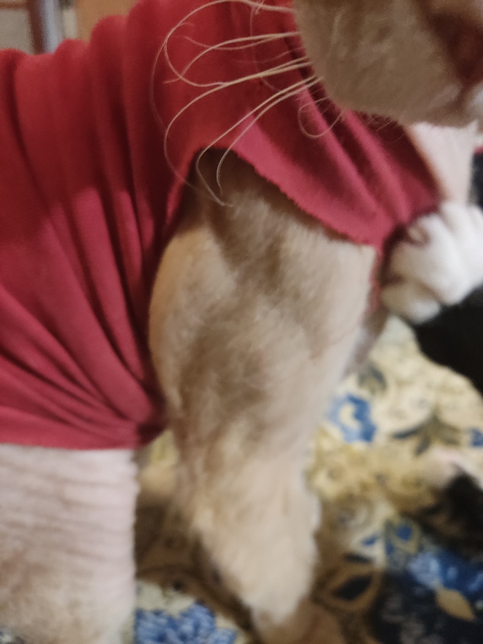 Пока вы ходите в качалку, он...