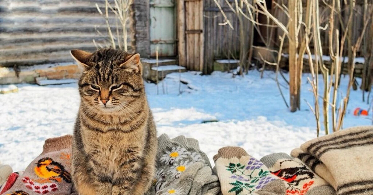 Кошки В Деревне Фото