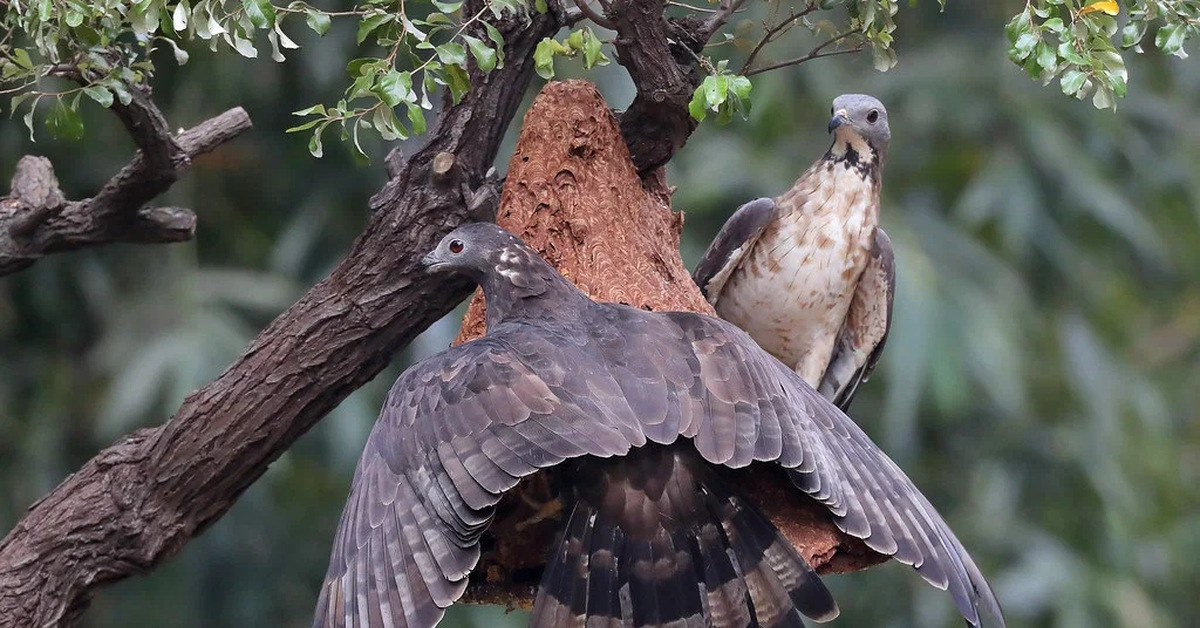 Осаед. Обыкновенный осоед. Ястреб осоед. Осаед. Обыкновенный осоед птица.