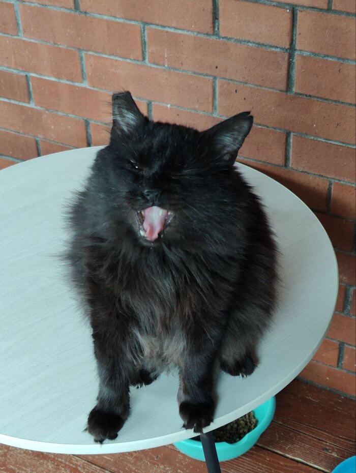 Продолжение поста &laquo;Благодарность чёрного дачного кота с отмороженным ухом&raquo; Кот, Стерилизация, Дача, Зима, Лето, Длиннопост, Ответ на пост, Черный кот