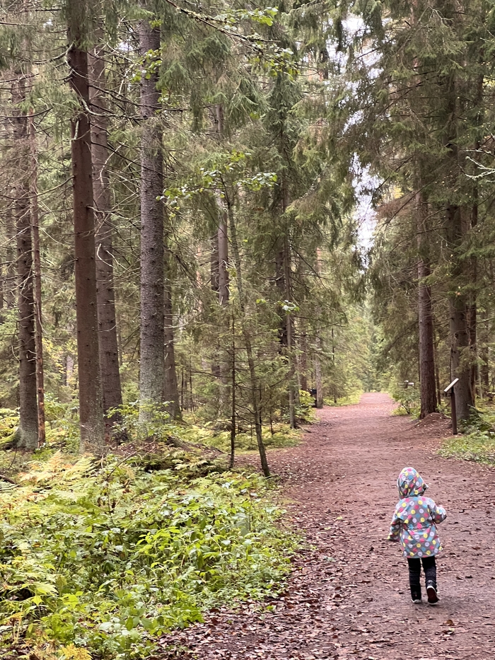 Комарово. Экологическая тропа