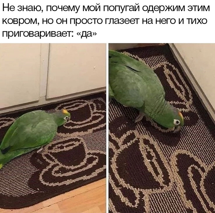 Попугай упал со стола