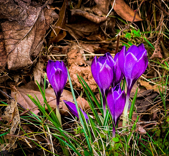 Атласные крокусы