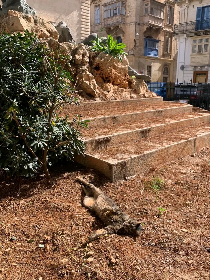 Мальтийский котик