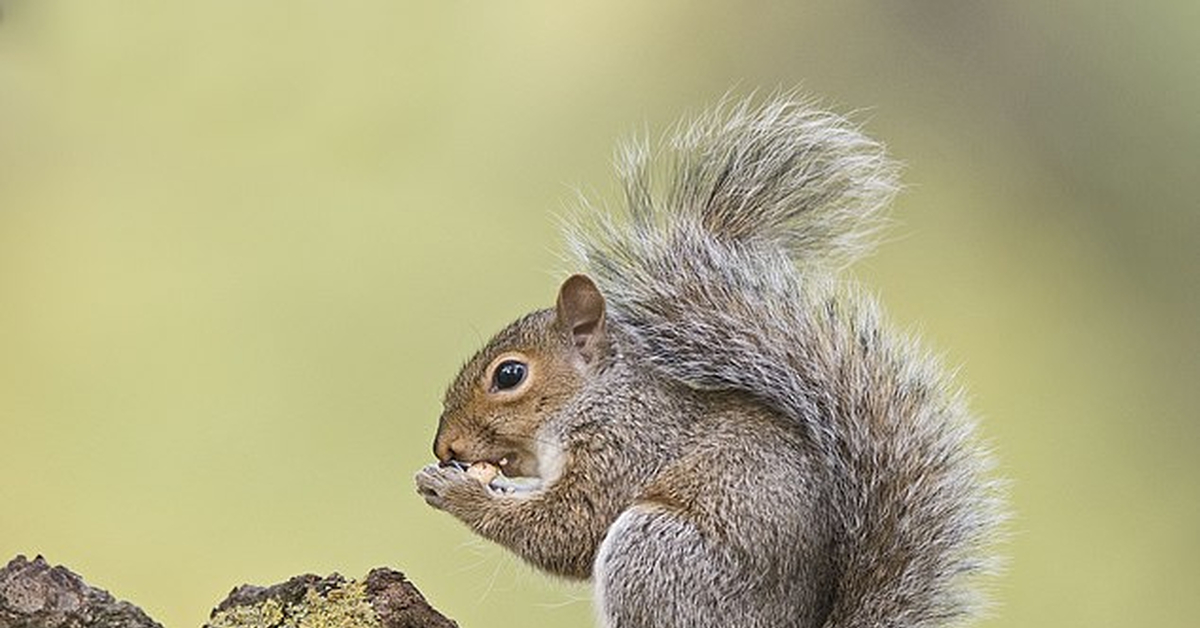 календарь белка. белка приспособление к среде. белки животного и растительного происхождения. значение белков для организма. презентация дикие животные 2 младшая группа.