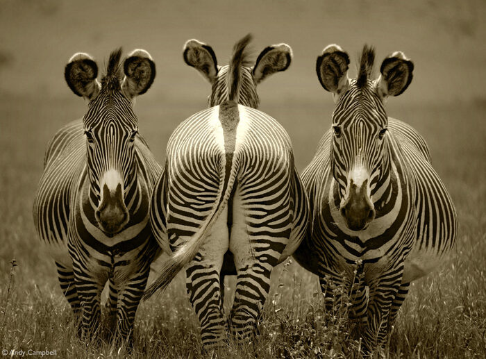 Три грации Зебра, Вымирающий вид, Непарнокопытные, Дикие животные, Дикая природа, Заповедники и заказники, Африка, Фотография, Черно-белое фото, Кения