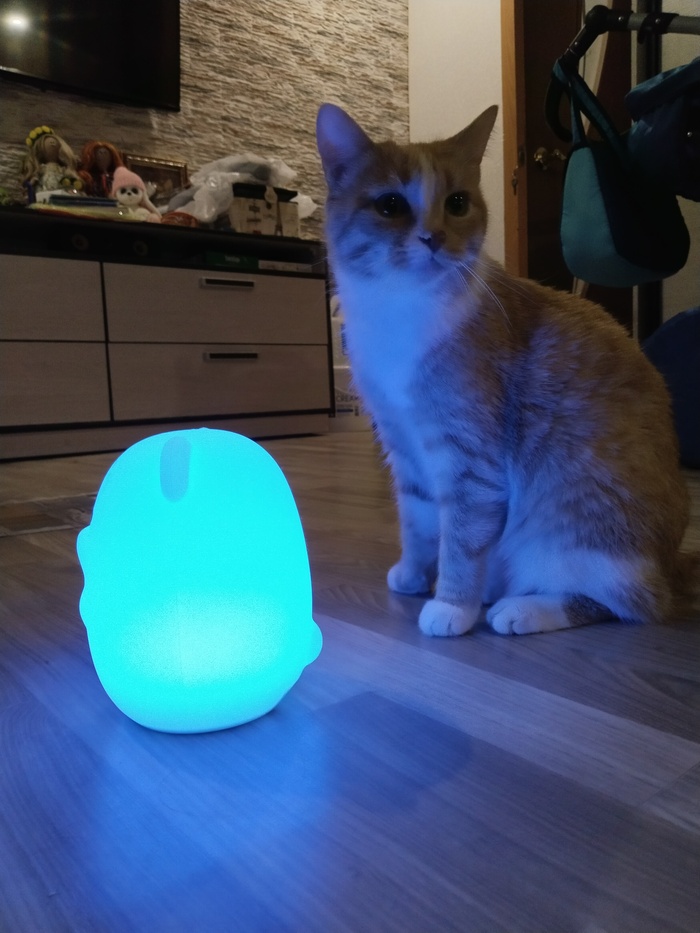 Моя котолампа