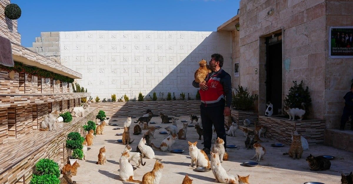 Сирийские коты