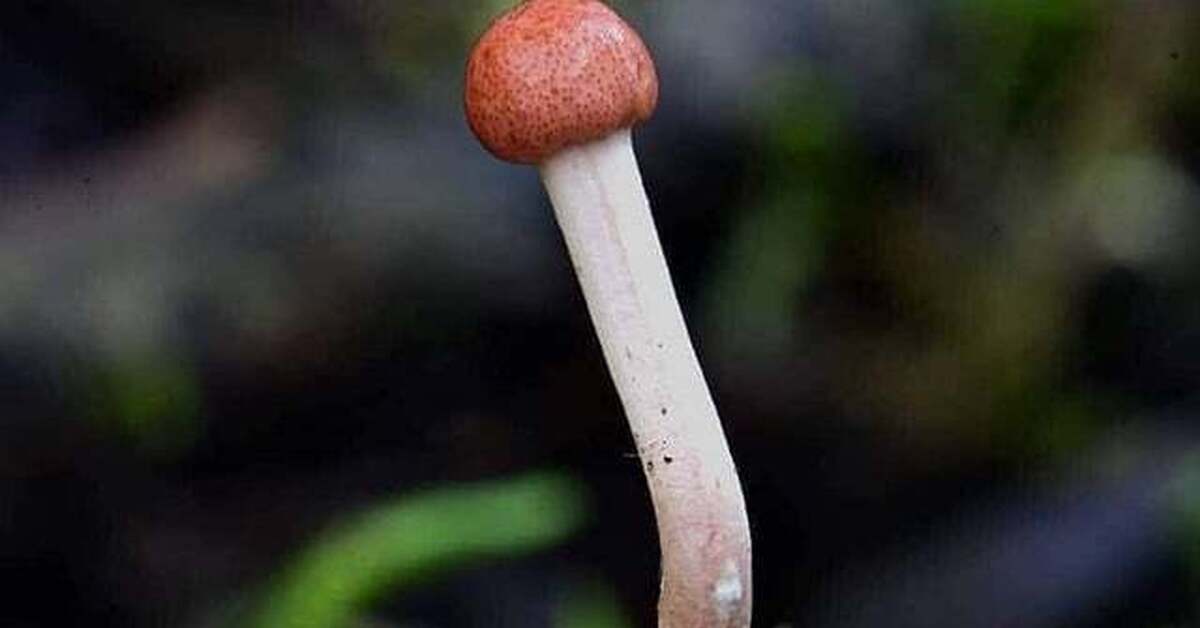 Гриб-паразит растет из кузнечика | Пикабу