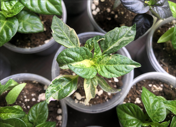 Вариегатный Capsicum chinense