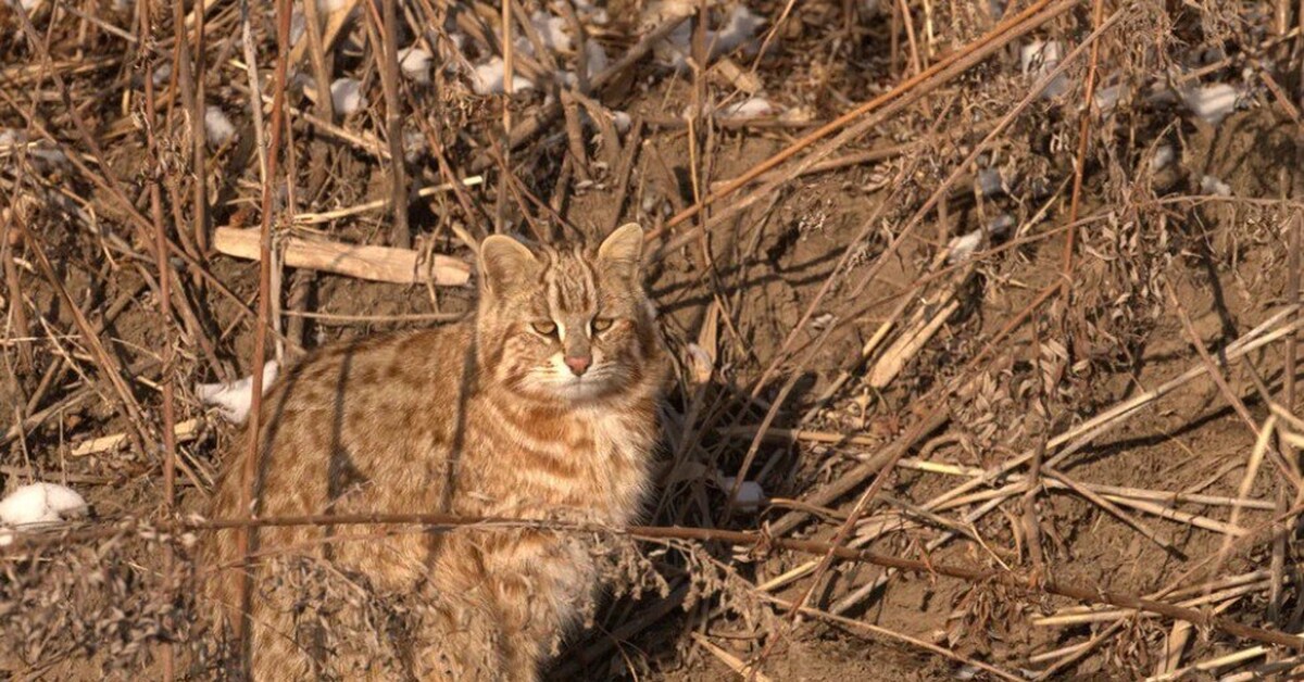 Амурский лесной кот. Лесной кот в Приморье. Земля леопарда Дальневосточный Лесной кот. Амурский Лесной кот Размеры. Лесостепь Дальневосточный Лесной кот.