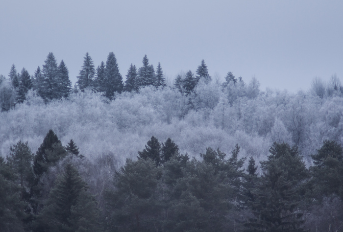 Разношёрстный лес