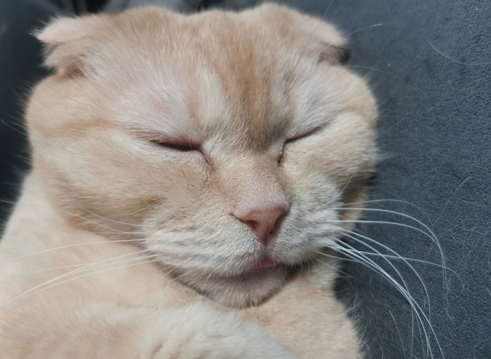 Котяныч сказал "Всем бееее"