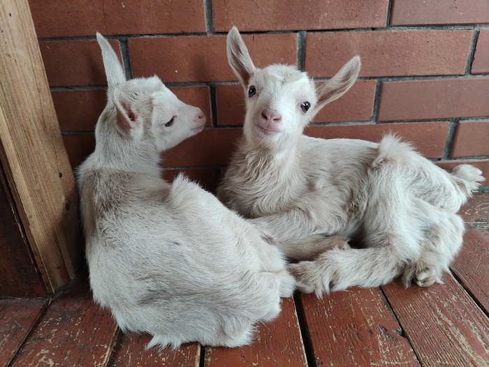 Продолжение поста «Соседка попросила меня забрать и выходить новорожденных козлят. Мать коза заболела»