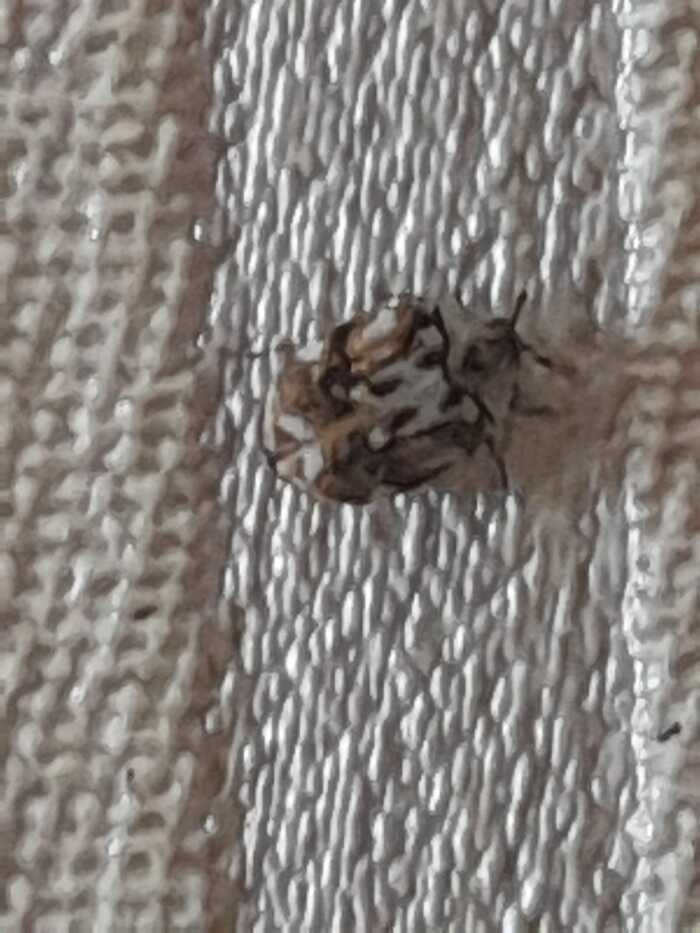 Энтомологи, помогите!