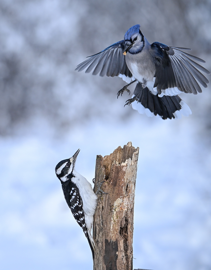 Blue Jay vs. Hairy woodpecker (female) , , ,  , , ,  