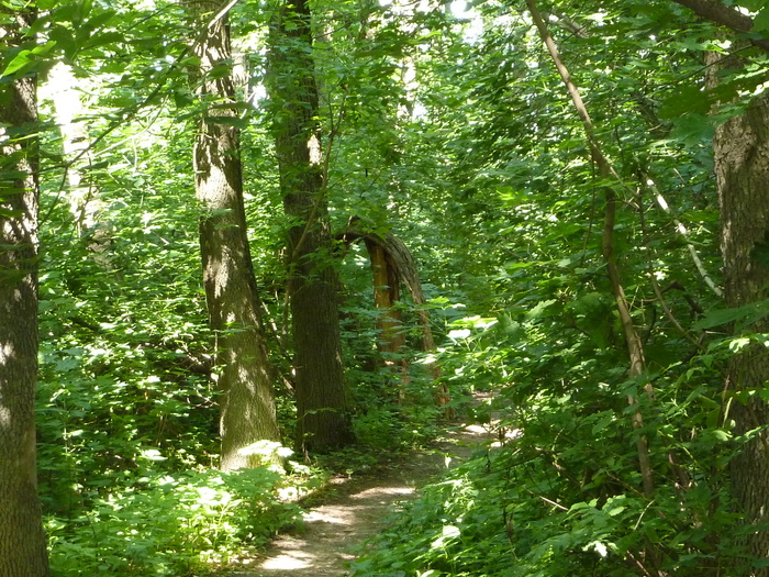 Лесные тропинки