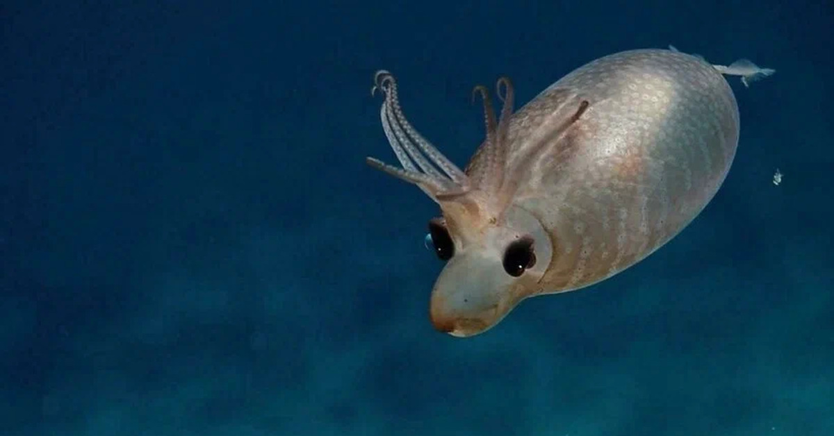 Кальмар морской