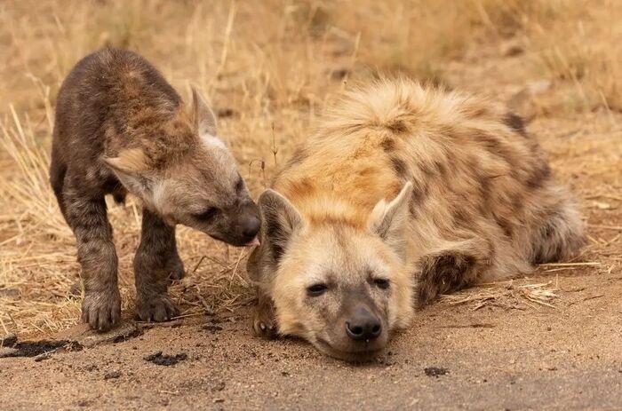 Такое пушистое!